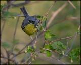 Kirtland's Warbler 4925.jpg