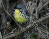 Kirtlands Warbler 4936.jpg