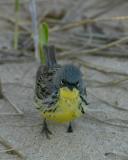 Kirtland's Warbler 4950.jpg
