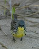 Kirtlands Warbler 4950.jpg