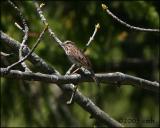 Song Sparrow 5149.jpg