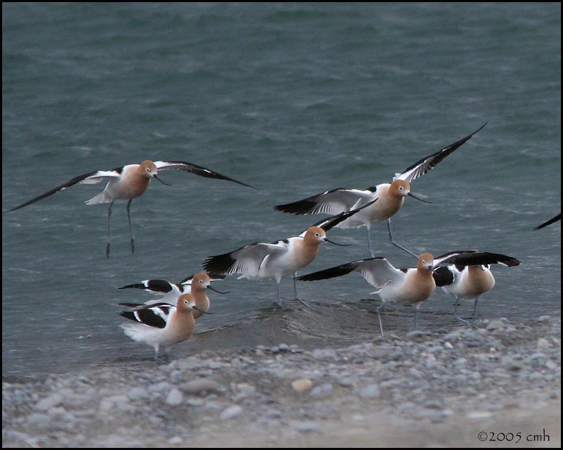 American Avocet 4660.jpg