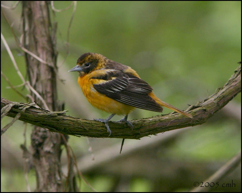 Baltimore Oriole female 5021.jpg