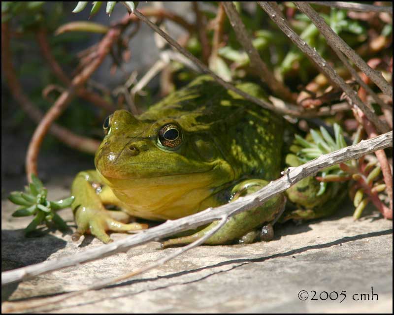 Bullfrog 4857.jpg