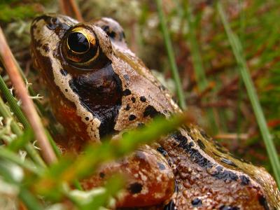 Frog at 2000 Feet