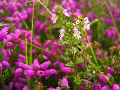 Flower with Bell Heather