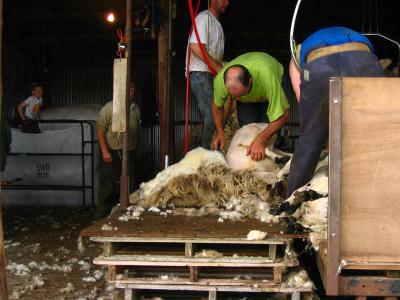 Shearing