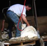 Shearing