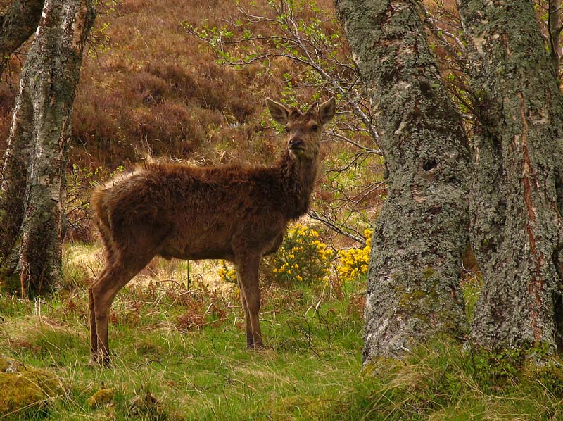 Red Deer Stag