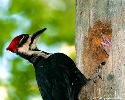 Pileated Woodpecker & Young