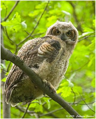 Great Horned Owl (Baby)