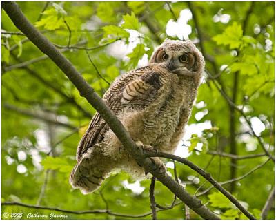 Great Horned Owl (Baby)