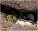 Mother Goose  & Hatching Gosslings