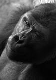 gorilla portrait