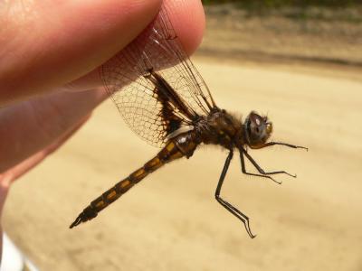 Mantled Baskettail - Epitheca semiaquea