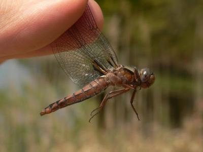 Blue Corporal - Ladona deplanata