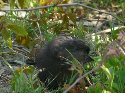 Baby Muskrat - Ondatra zibethica
