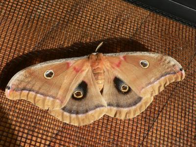 Polyphemus Moth - Antheraea polyphemus