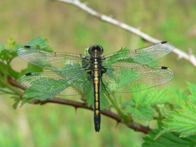 Dot-tailed Whiteface - Leucorrhinia intacta