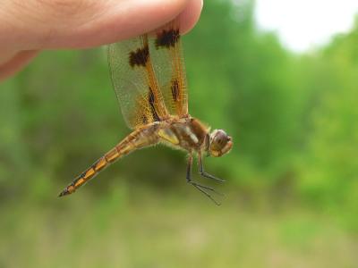 Painted Skimmer - Libellula semifasciata