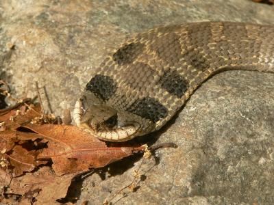 Eastern Hognose Snake - Heterodon platyrhinos