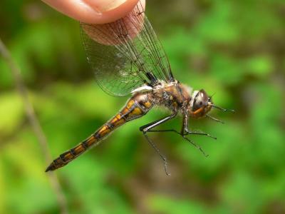 Common Baskettail - Epitheca cynosura