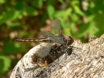 Common Baskettail - Epitheca cynosura