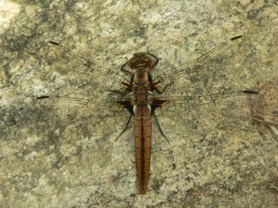 Chalk-fronted Corporal - Ladona julia