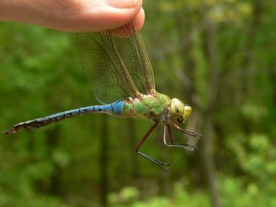 Common Green Darner - Anax junius