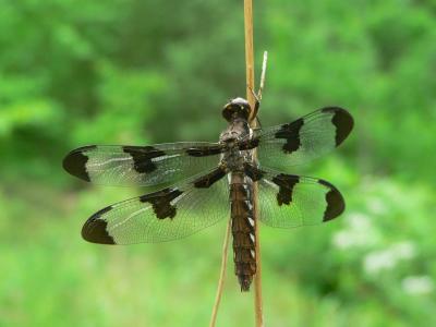 Common Whitetail - Libellula lydia