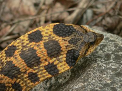 Eastern Hognose Snake - Heterodon platyrhinos