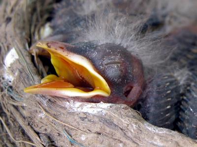 u26/cbowker/medium/43656417.babyrobin.jpg