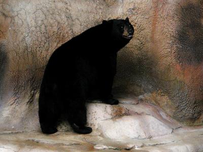 u26/cbowker/medium/43872978.blackbear1.jpg