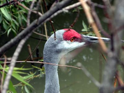 u26/cbowker/medium/43872983.dontknowbird1.jpg