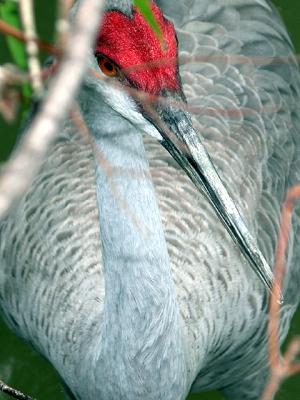 u26/cbowker/medium/43872984.dontknowbird2.jpg