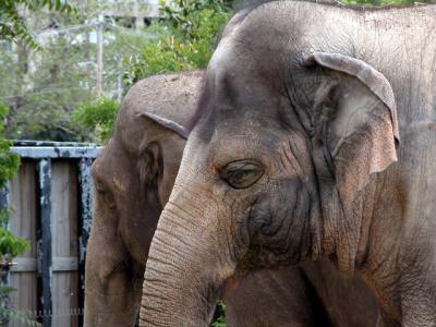 u26/cbowker/medium/43872986.elephants1.jpg