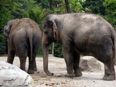 u26/cbowker/medium/43872988.elephants3.jpg