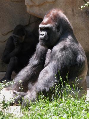 u26/cbowker/medium/43872992.gorilla1.jpg