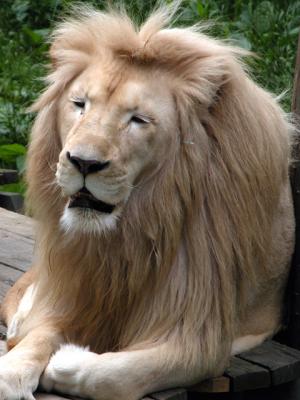u26/cbowker/medium/43872995.lion2.jpg