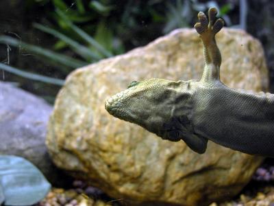 u26/cbowker/medium/43872998.lizard1.jpg