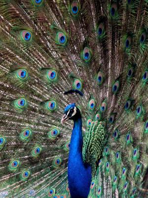 u26/cbowker/medium/43873001.peacock1.jpg
