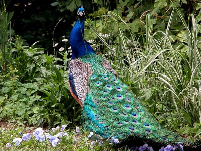 u26/cbowker/medium/43873003.peacock3.jpg