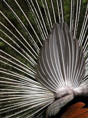 u26/cbowker/medium/43873005.peacock5.jpg