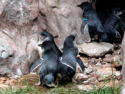 u26/cbowker/medium/43873007.penguins1.jpg