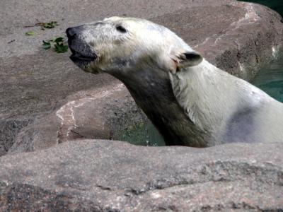 u26/cbowker/medium/43873008.polarbear1.jpg
