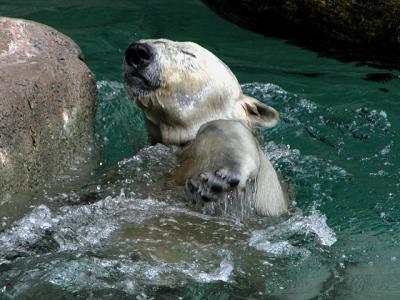 u26/cbowker/medium/43873009.polarbear2.jpg