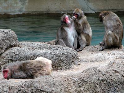 u26/cbowker/medium/43873016.snowmonkeys2.jpg