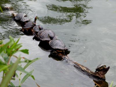 u26/cbowker/medium/43873017.turtles1.jpg