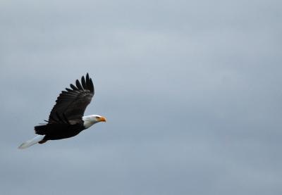 Eagle 18