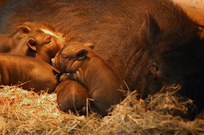 u26/ccraft/medium/43291566.babies4.jpg